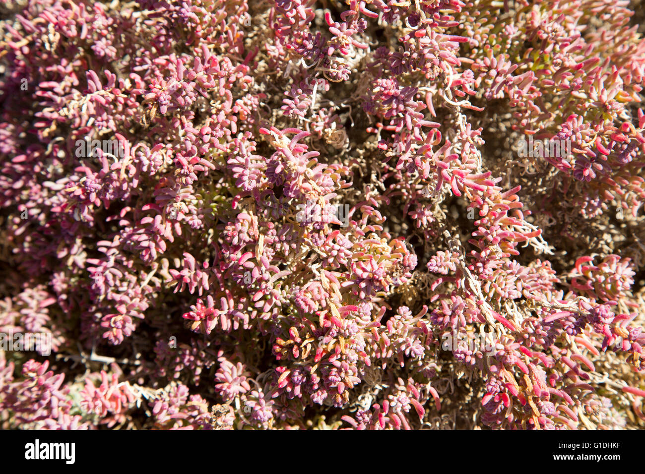 Close up of pink red prostrate succulent plant Mesembryanthemum nodiflorum, La Isleta,  Lanzarote, Canary islands, Spain Stock Photo