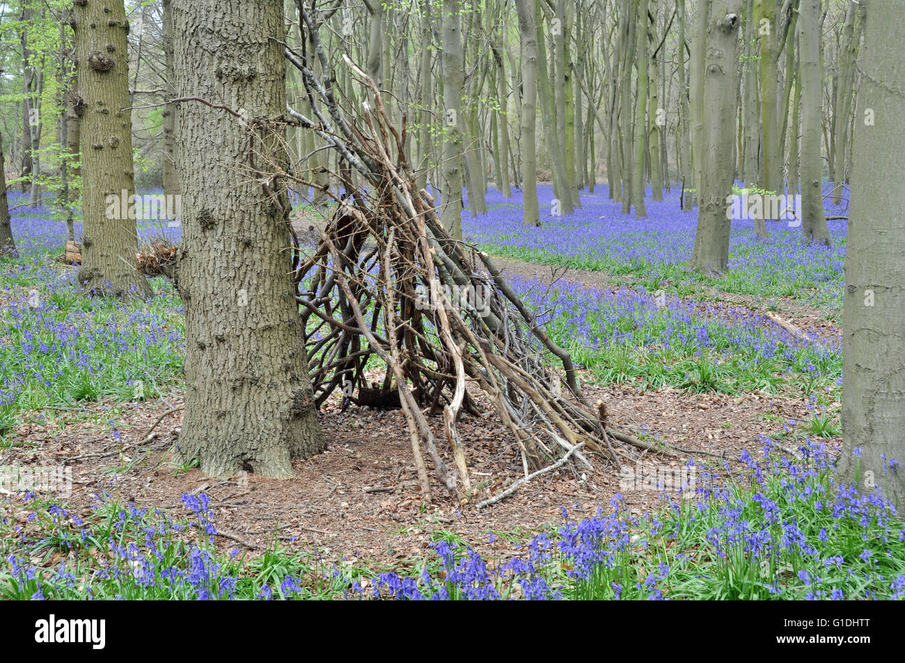 A den in a forest with bluebells. Stock Photo