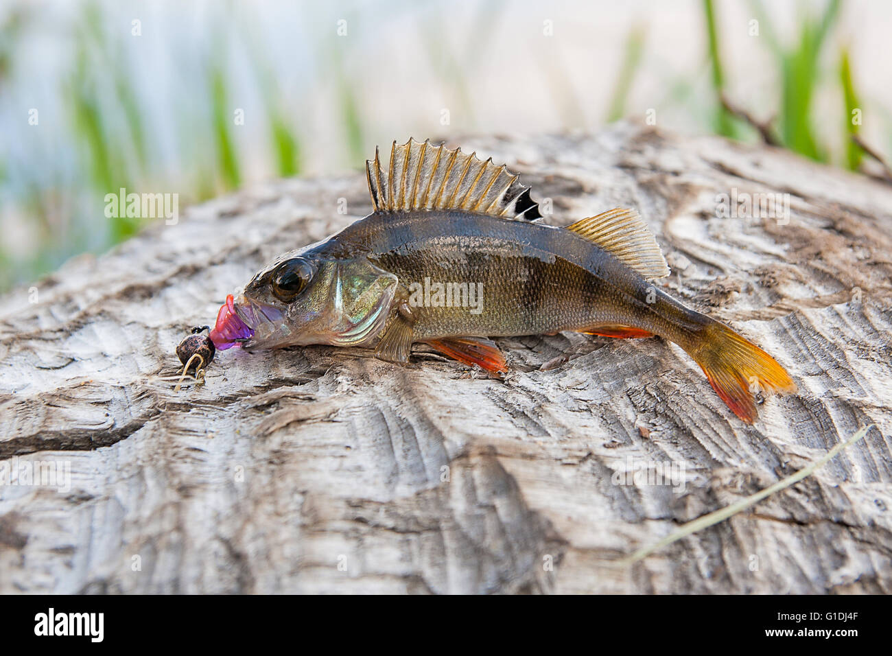 Perch fish just taken from the water on natural background. Perch fish with silicon bait. Stock Photo