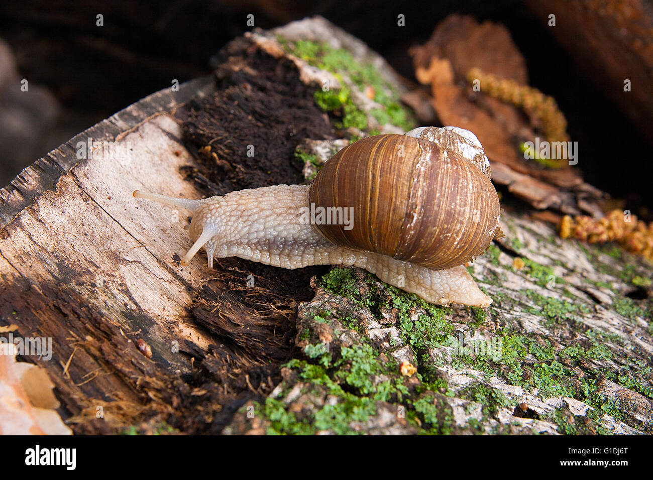 Burgundy snail (Helix pomatia, Roman snail, edible snail, escargot) crawling on its road. Stock Photo