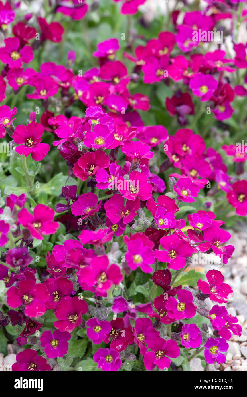 Aubrieta 'accent deep Red' Stock Photo