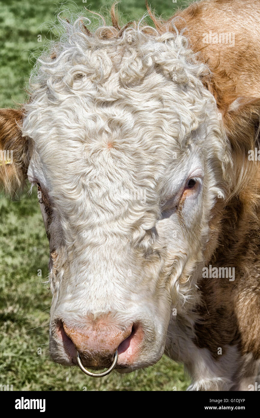 Charolais Bull with a ring through his nose Stock Photo Alamy