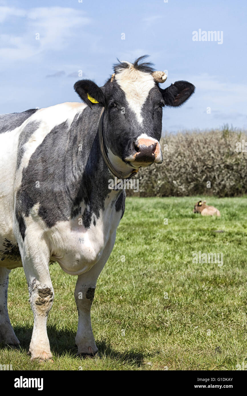 black and white dairy cow in a meadow Stock Photo - Alamy
