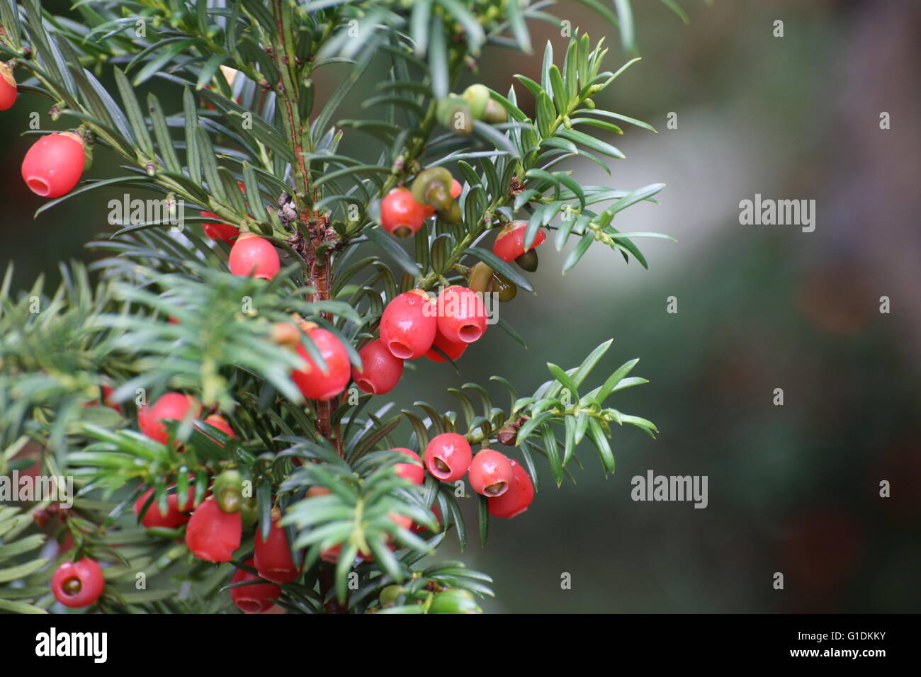 Edible red fruits of the european yew (Taxus baccata Stock Photo Alamy