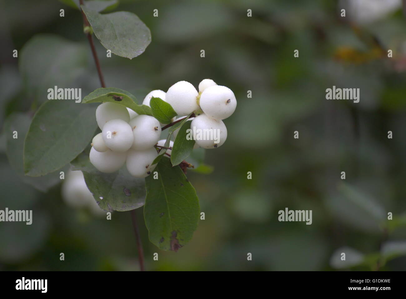 White berries of the common snowberry (Symphoricarpos albus). Stock Photo