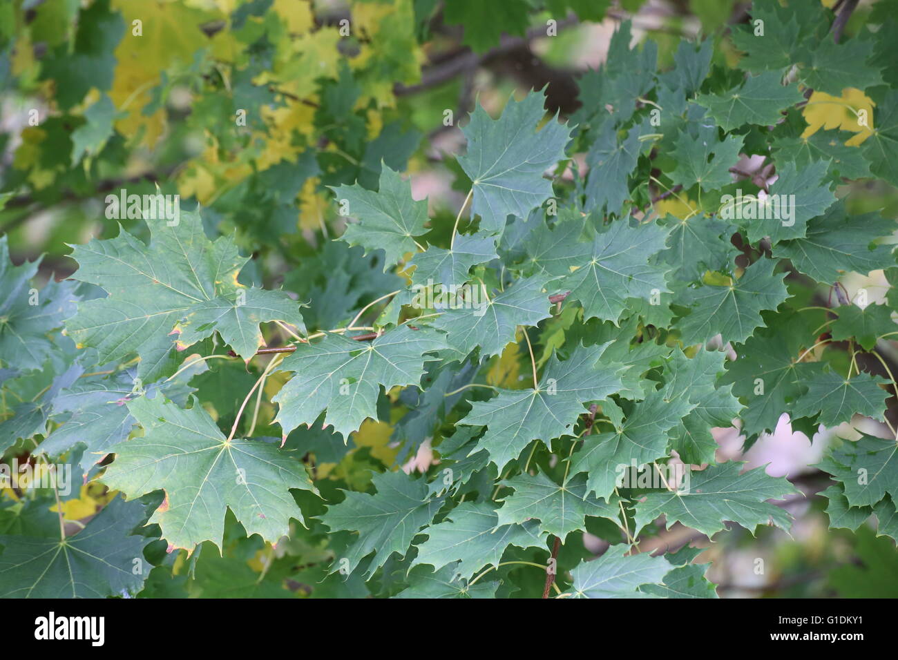 Early autumn flowering plant hi-res stock photography and images - Alamy