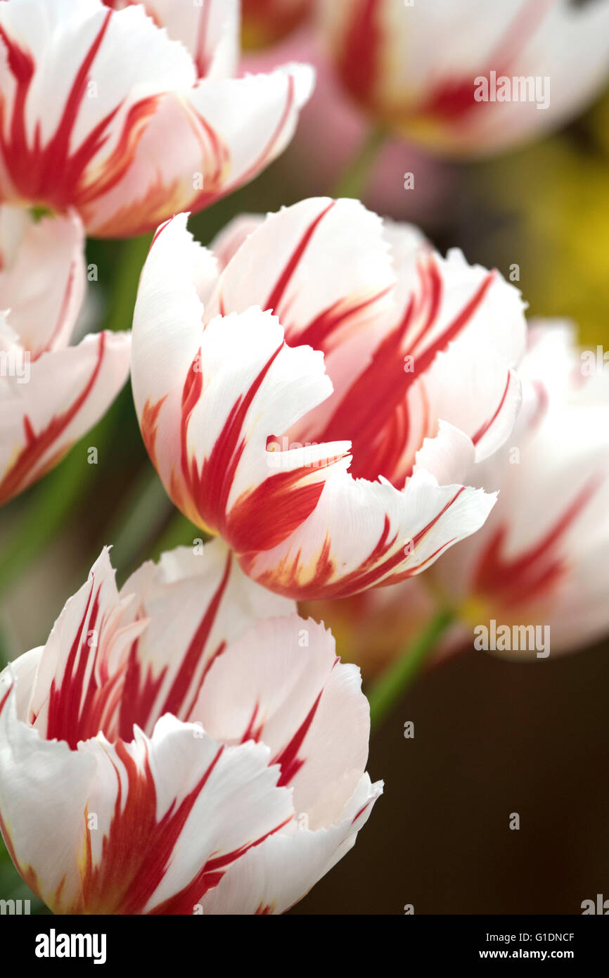 Tulips "Happy Generation" Stock Photo