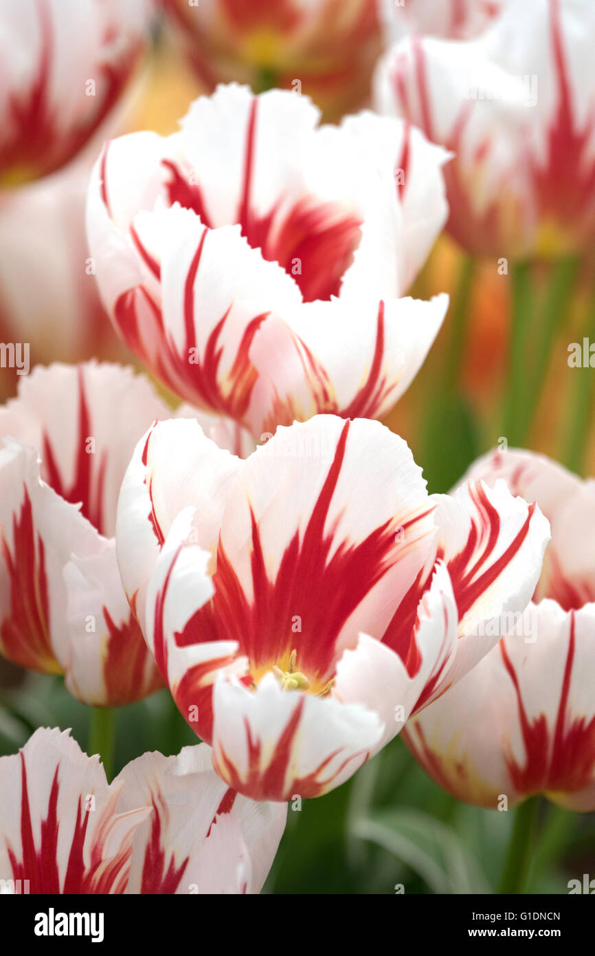 Tulips "Happy Generation" Stock Photo