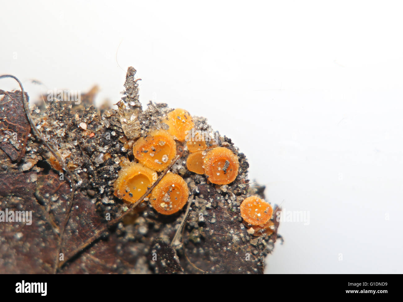 Close up of a vibrant orange sac fungus (ascomycota). Stock Photo
