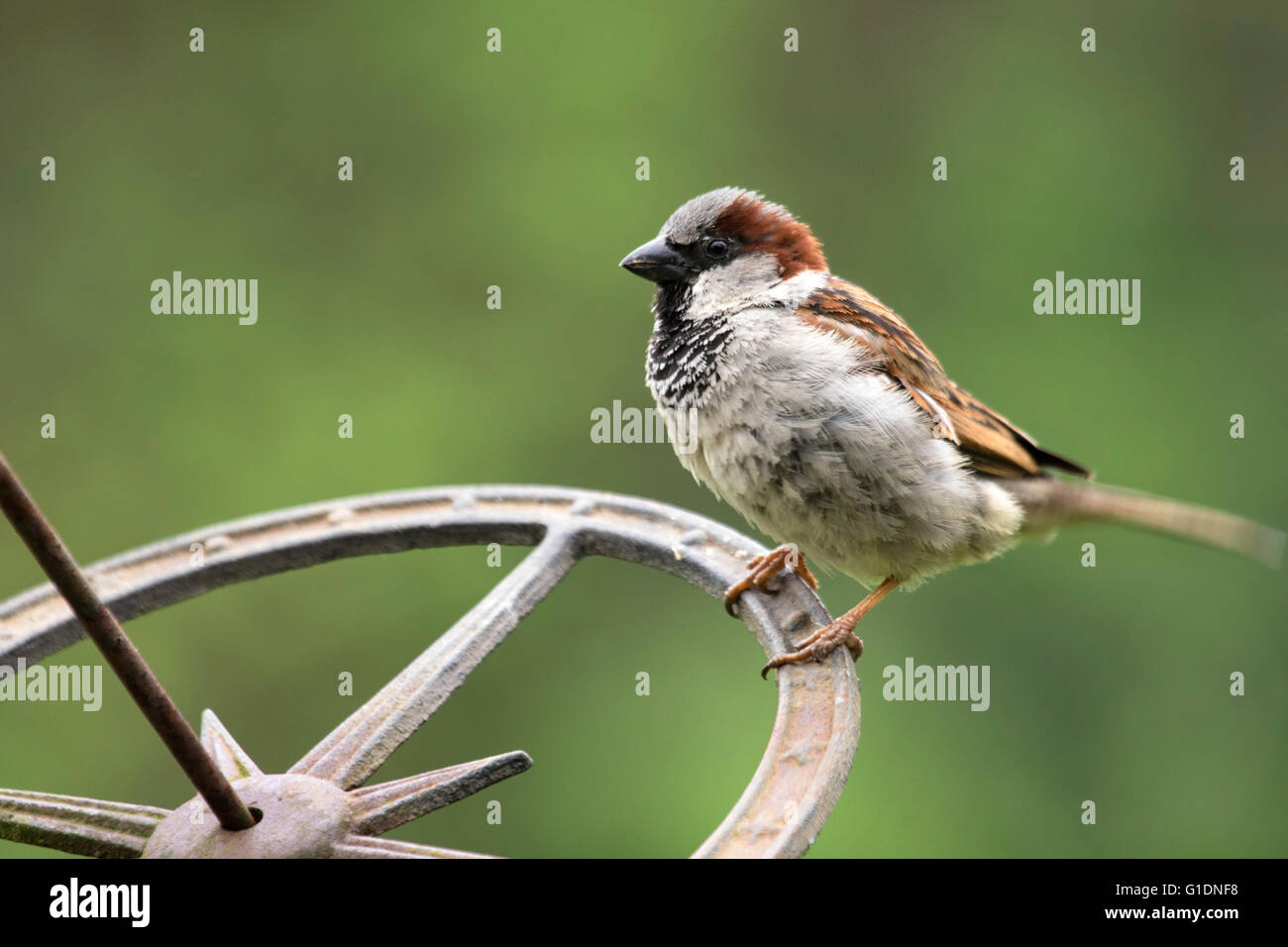 Passer domesticus england hi-res stock photography and images - Alamy