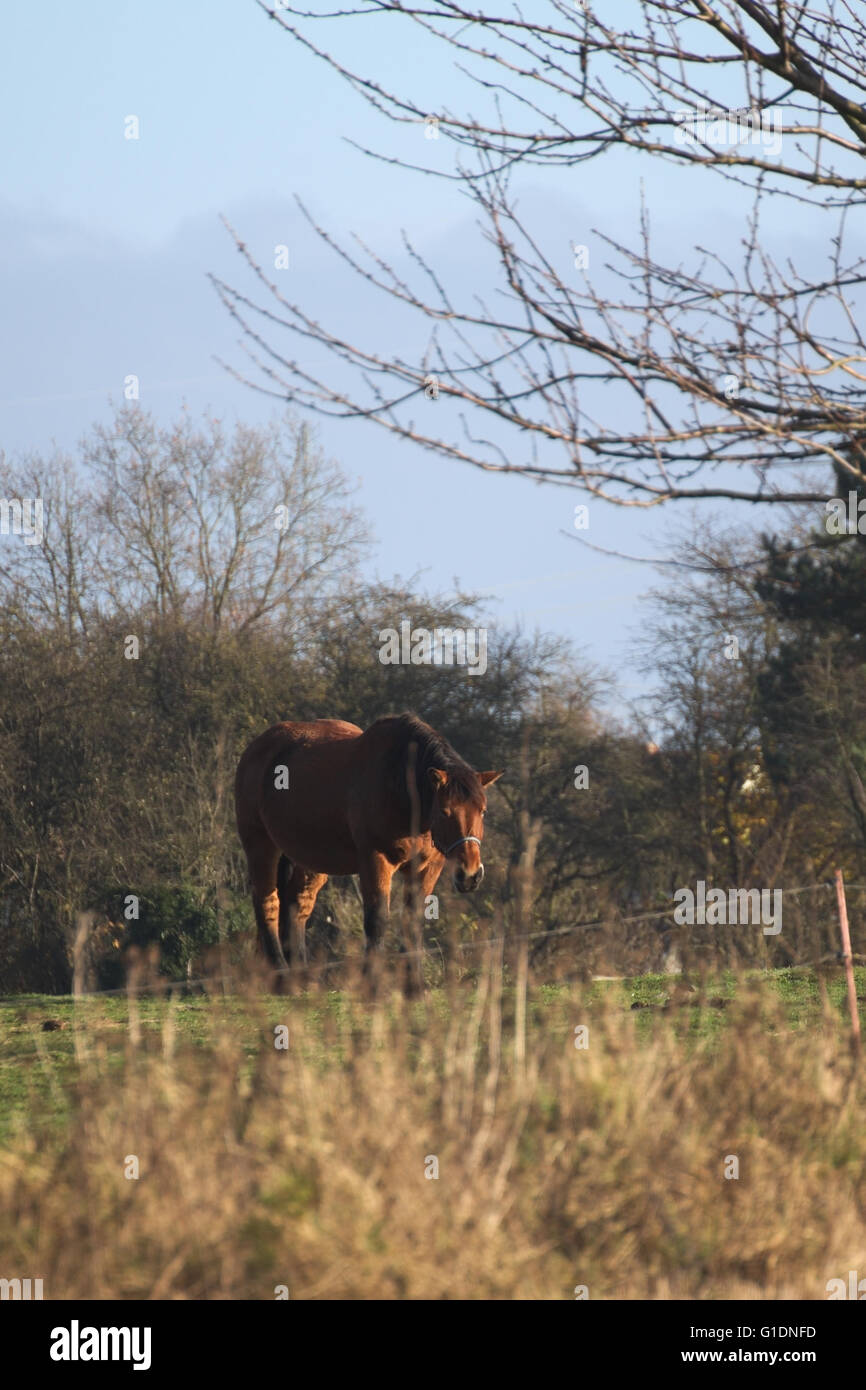 Big and heavy plow horse standing on a meadow Stock Photo Alamy