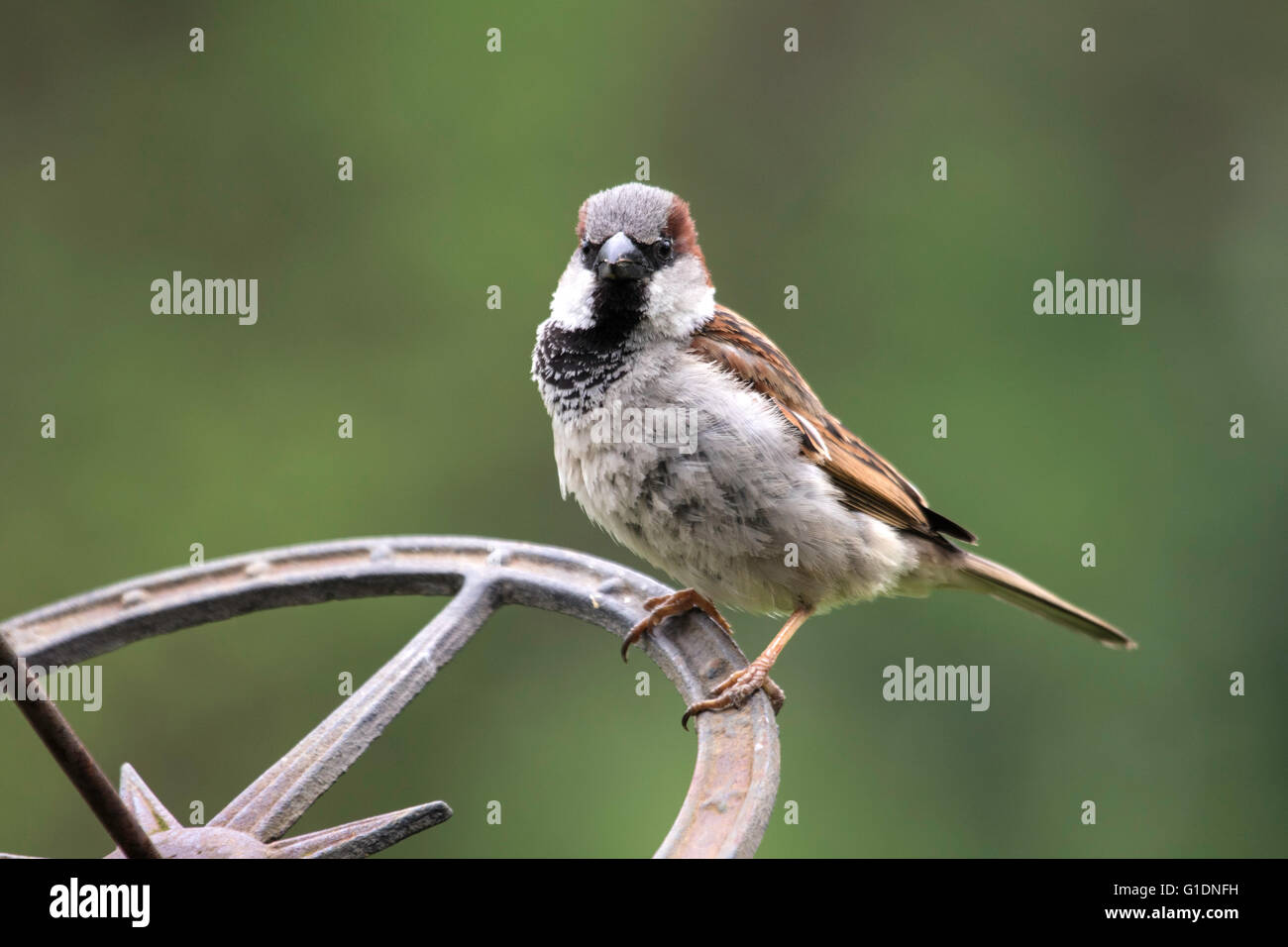 Passer domesticus britain british england english europe hi-res stock ...