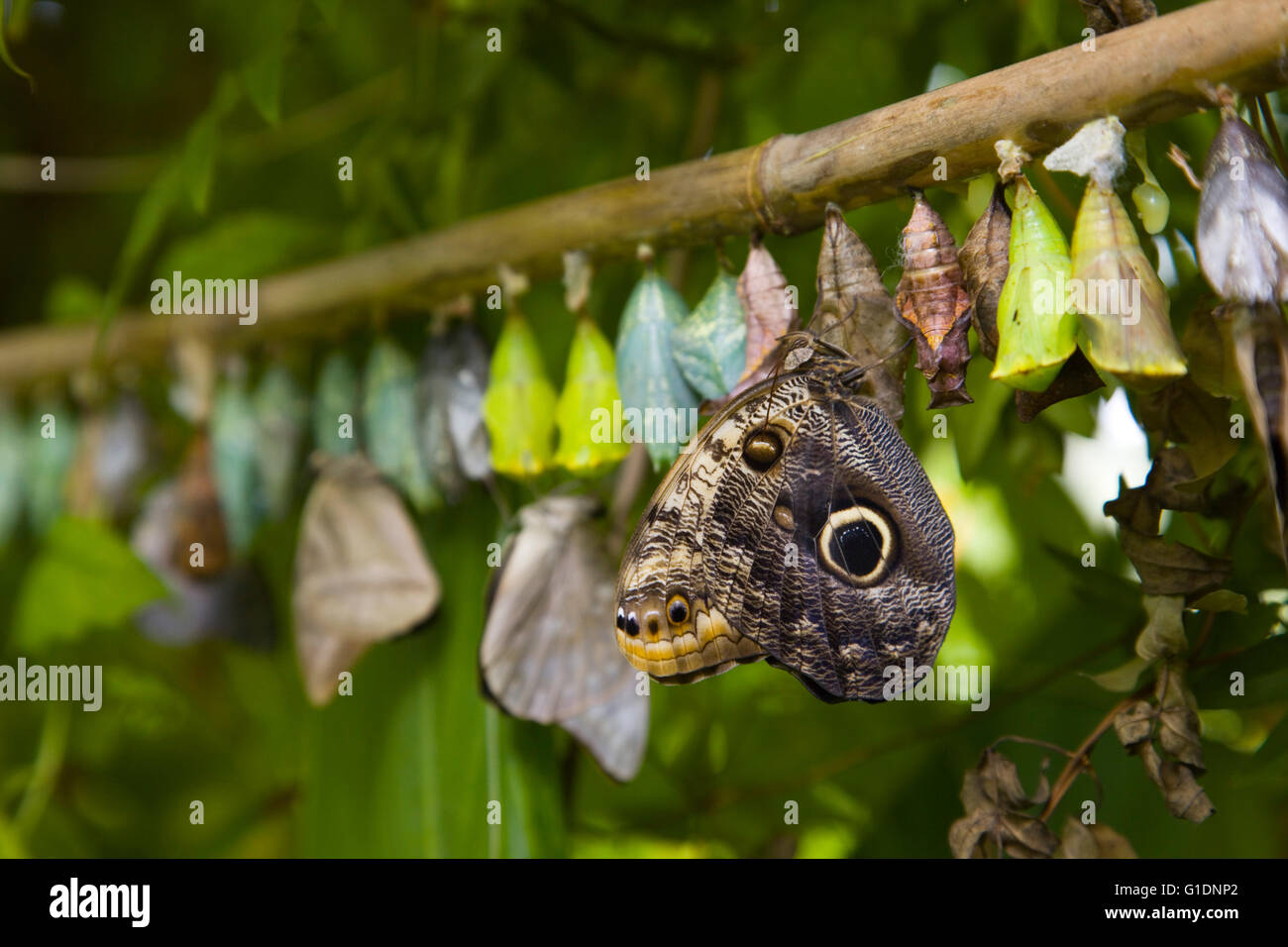 Butterfly cocoons hires stock photography and images Alamy