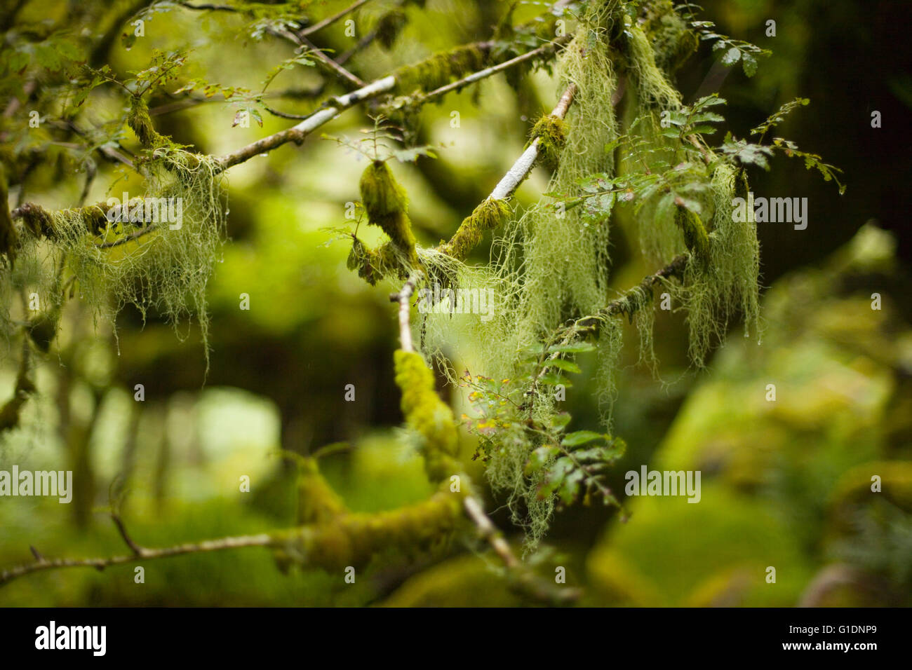 Mosses and lichens on an Oak tree branch, Wistmans Wood, Devon, UK Stock Photo