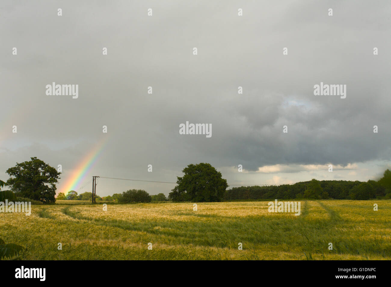 A rainbow forms over a barley field in Ampthill, Bedfordshire Stock Photo