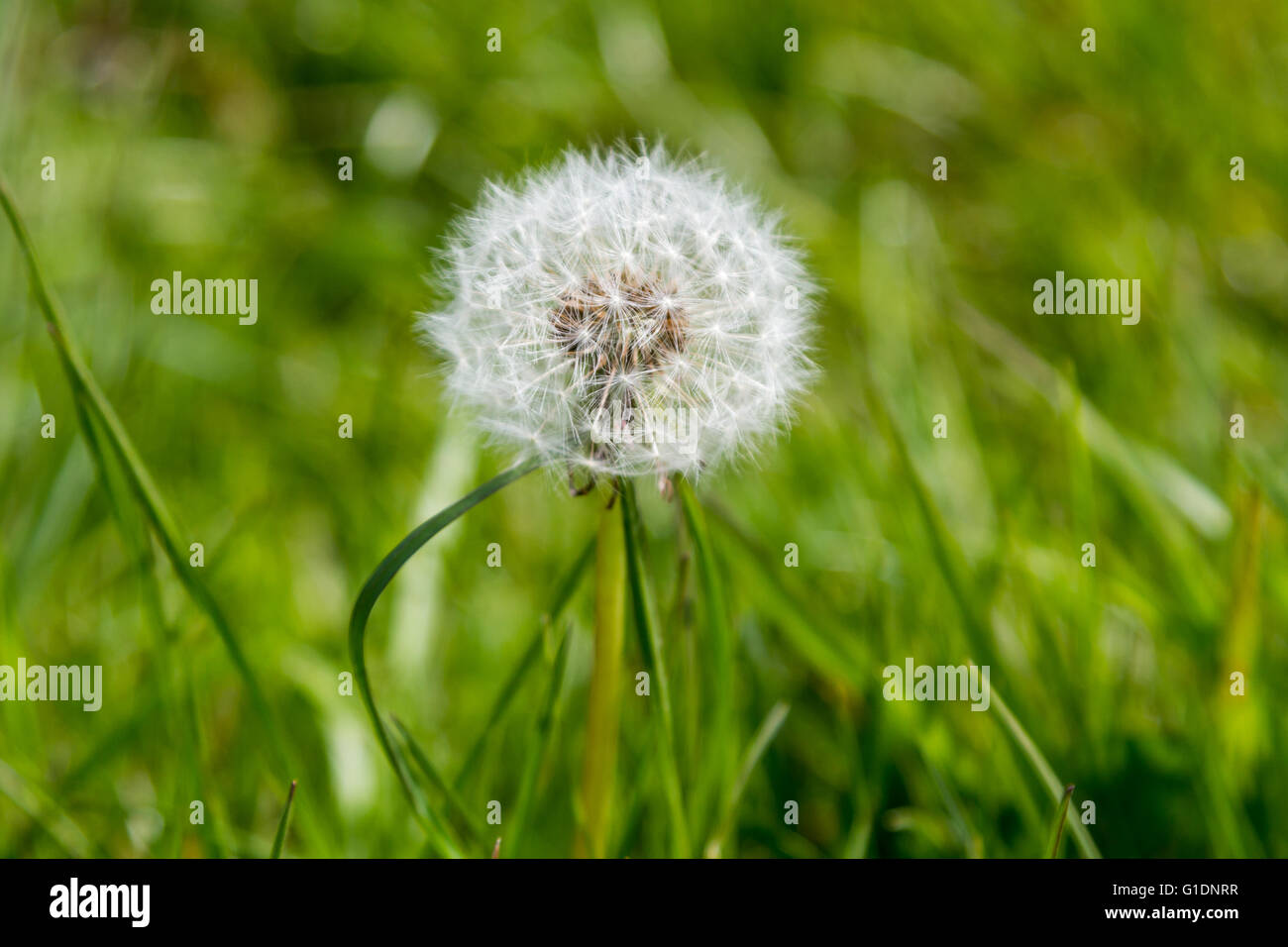 Grass seed head grasses hi-res stock photography and images - Alamy