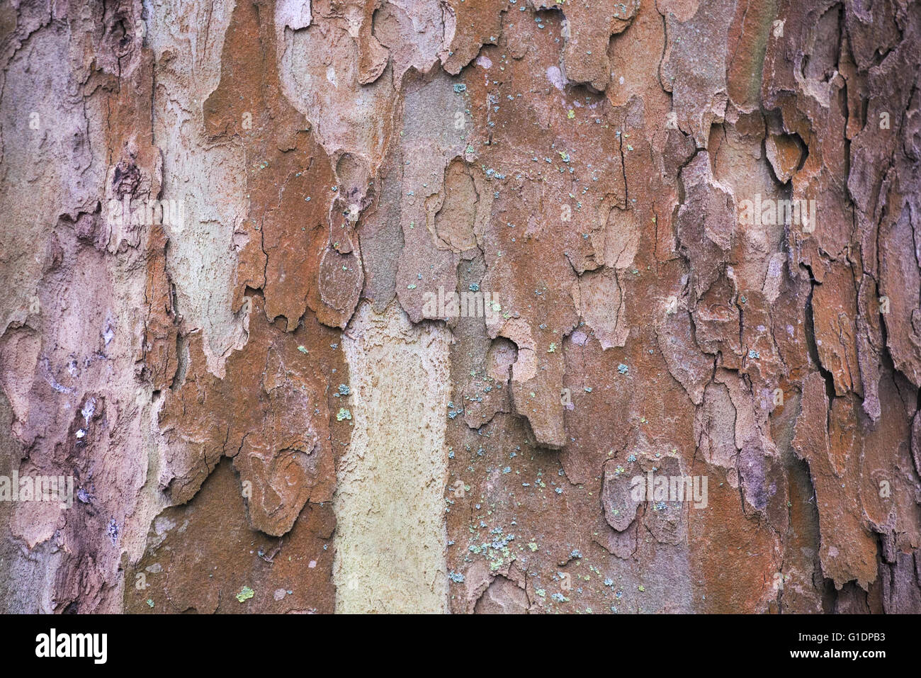 Bark of a london plane (Platanus x acerifolia) resembling an artwork. Stock Photo
