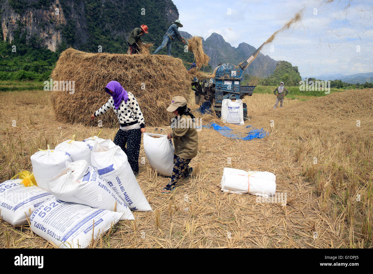 Agriculture. Rice field. Lao farmers harvesting rice in rural lanscape ...