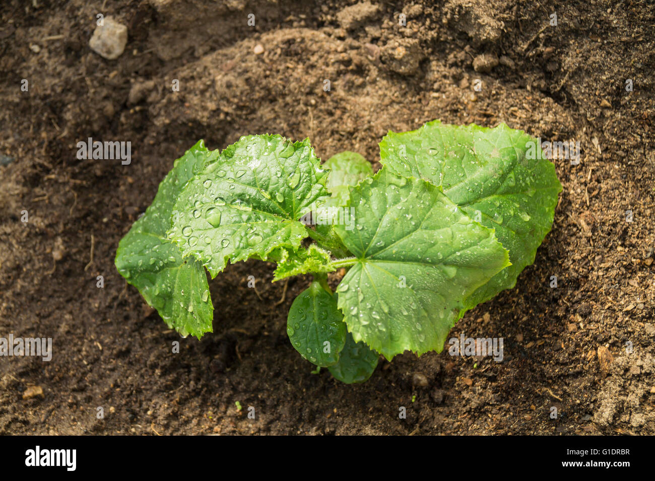 Green sprout with sheet cucumber grows on land by springtime Stock Photo