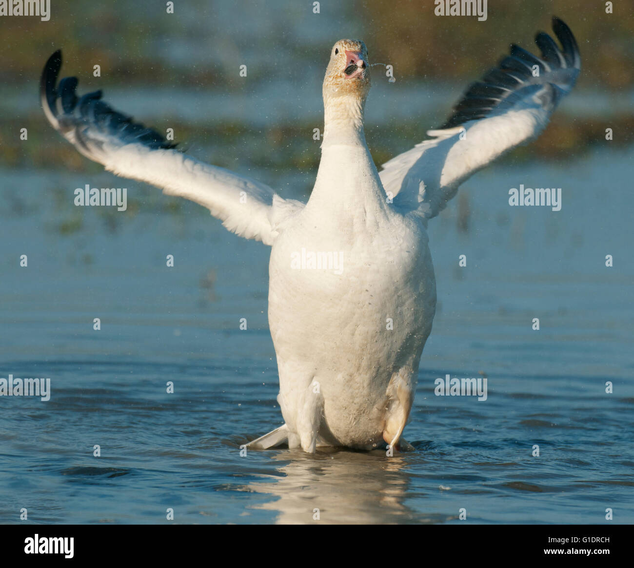 Snow Goose (Chen caerulescens), Winter, Skagit River Delta, Washington USA Stock Photo