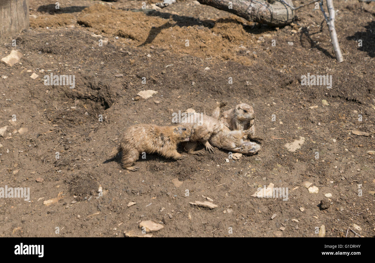 Prairie dogs are herbivorous burrowing rodents native to the grasslands of North America Stock Photo