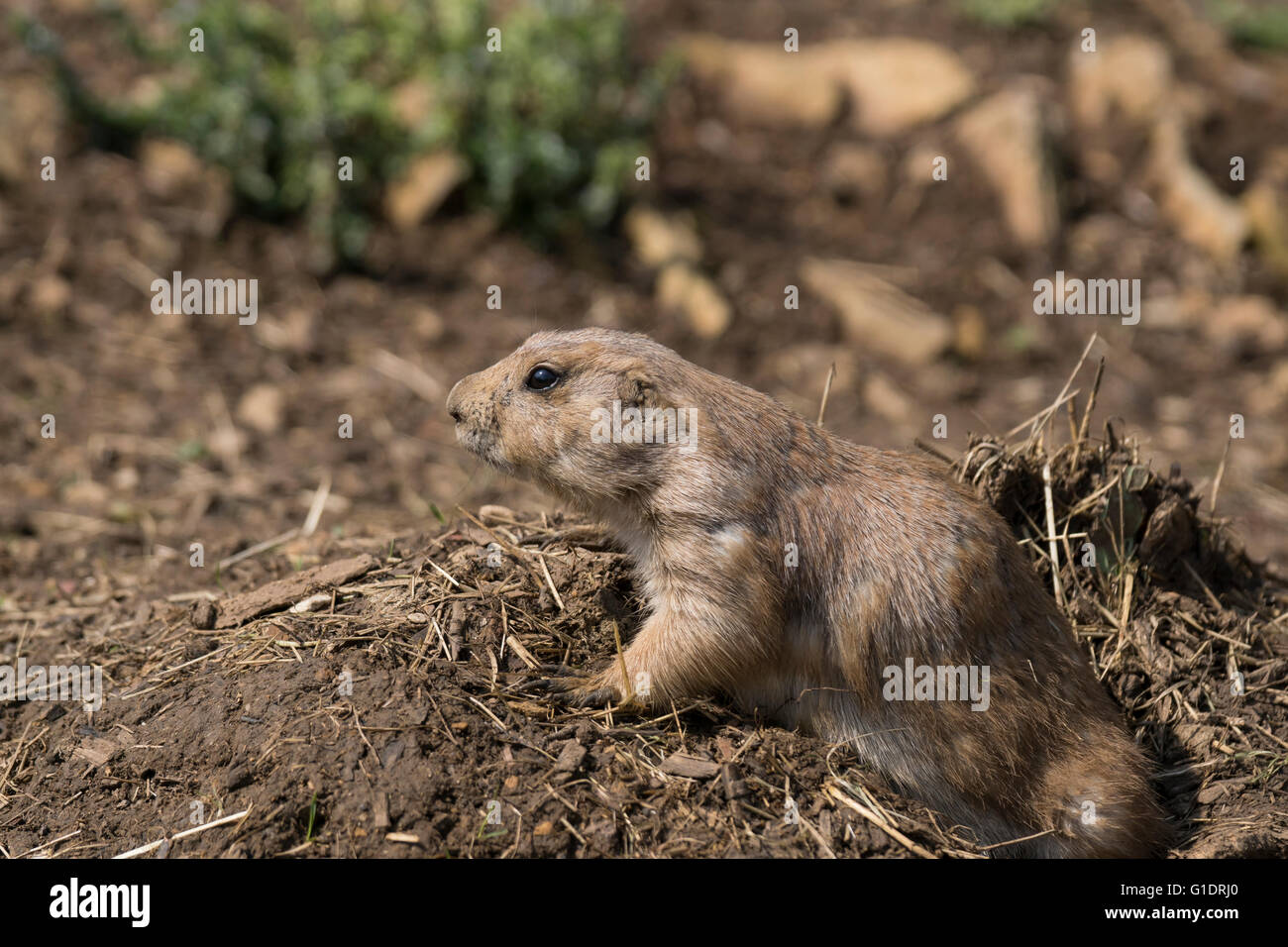 Prairie dogs are herbivorous burrowing rodents native to the grasslands