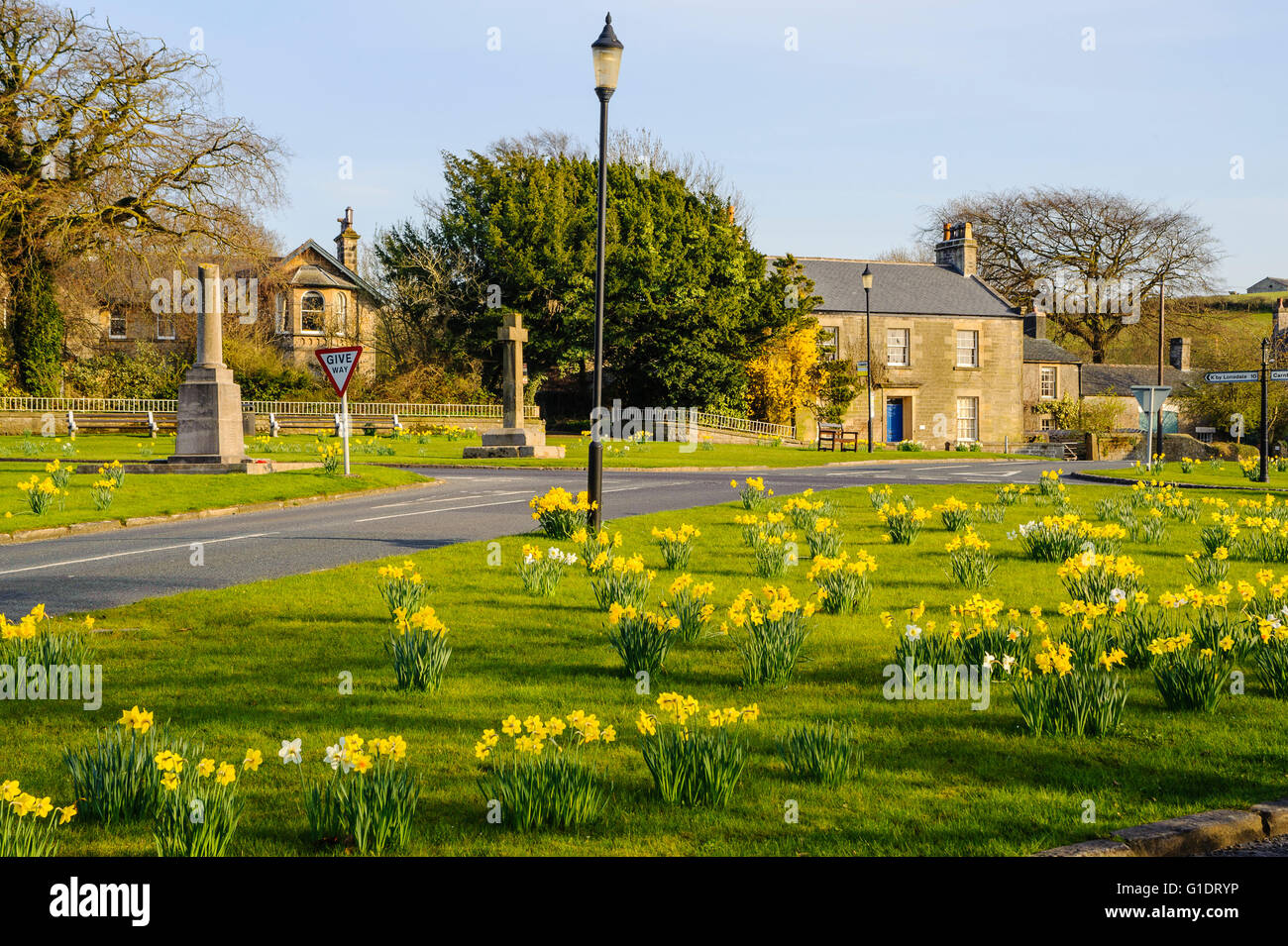 Daffodils on village green at Over Kellet near Carnforth Lancashire England Stock Photo