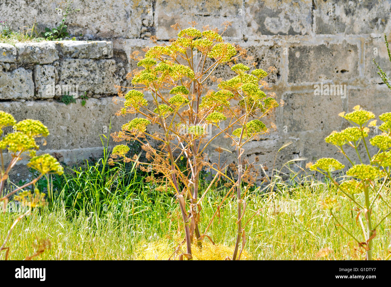NORTH CYPRUS WILD FENNEL WITH SEED HEADS GROWING AGAINST A CASTLE WALL Stock Photo