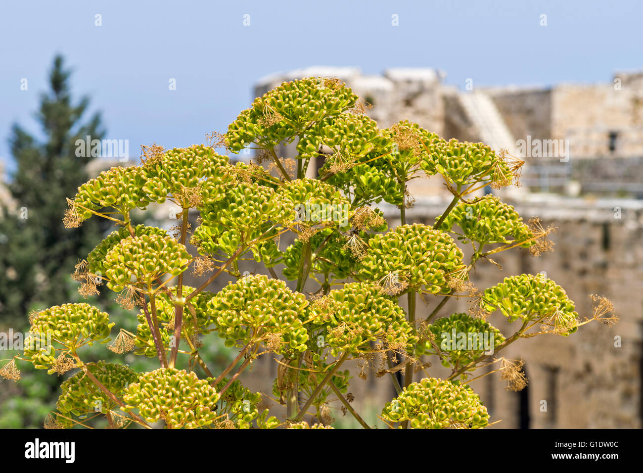 NORTH CYPRUS WILD FENNEL WITH SEED HEADS GROWING IN KYRENIA CASTLE Stock Photo