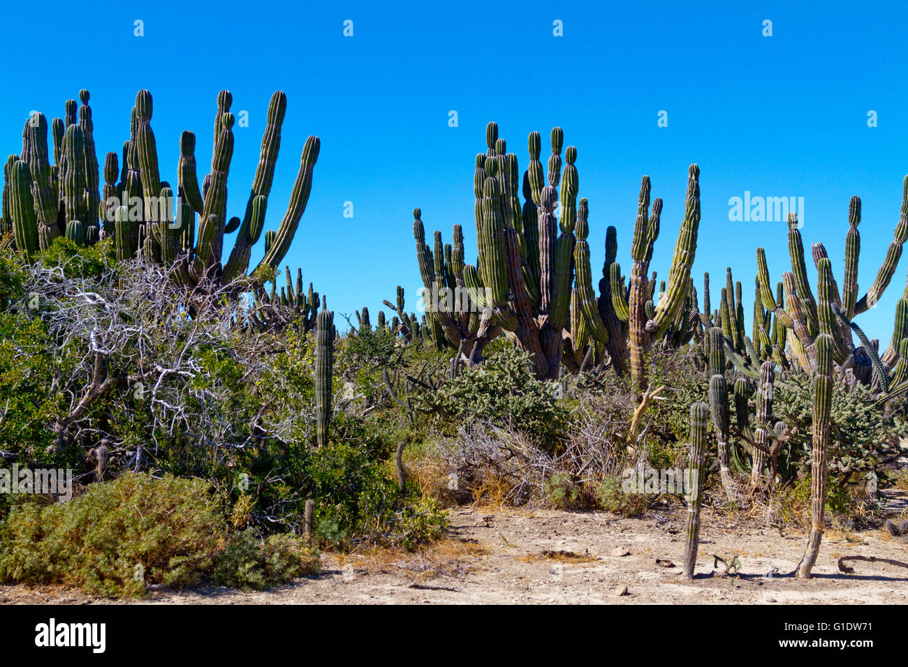 Cardon cactus grove neat Todos Santos, Baja Sur, Mexico Stock Photo