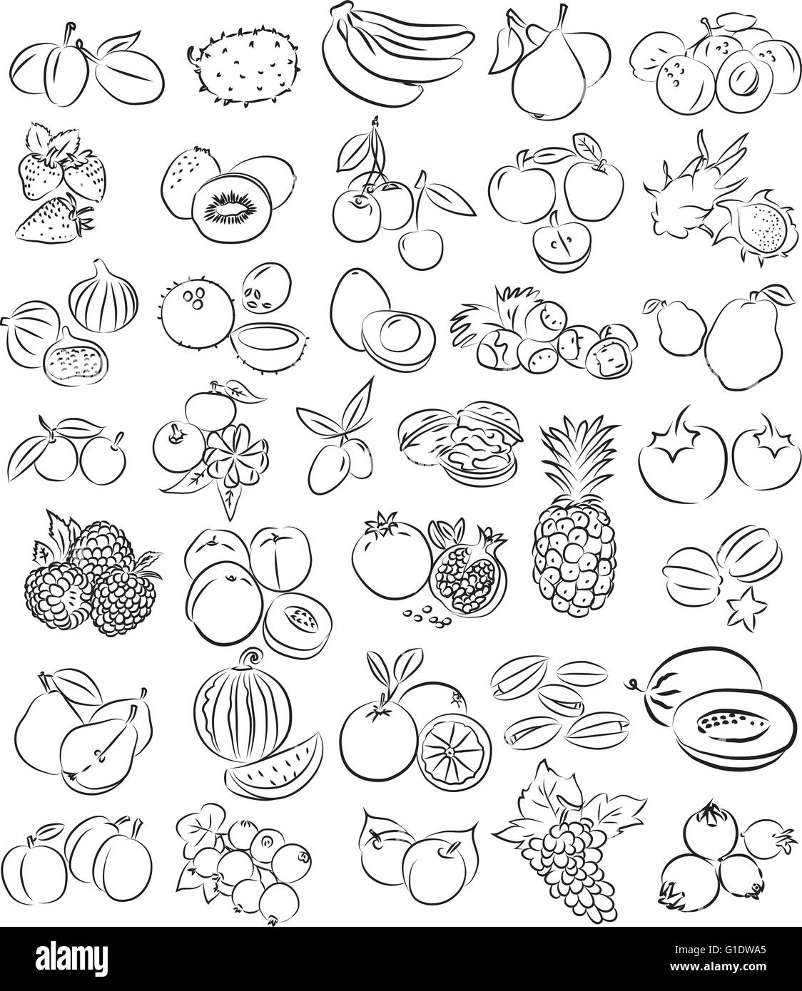 vector illustration of fruit collection in line art mode Stock Vector ...