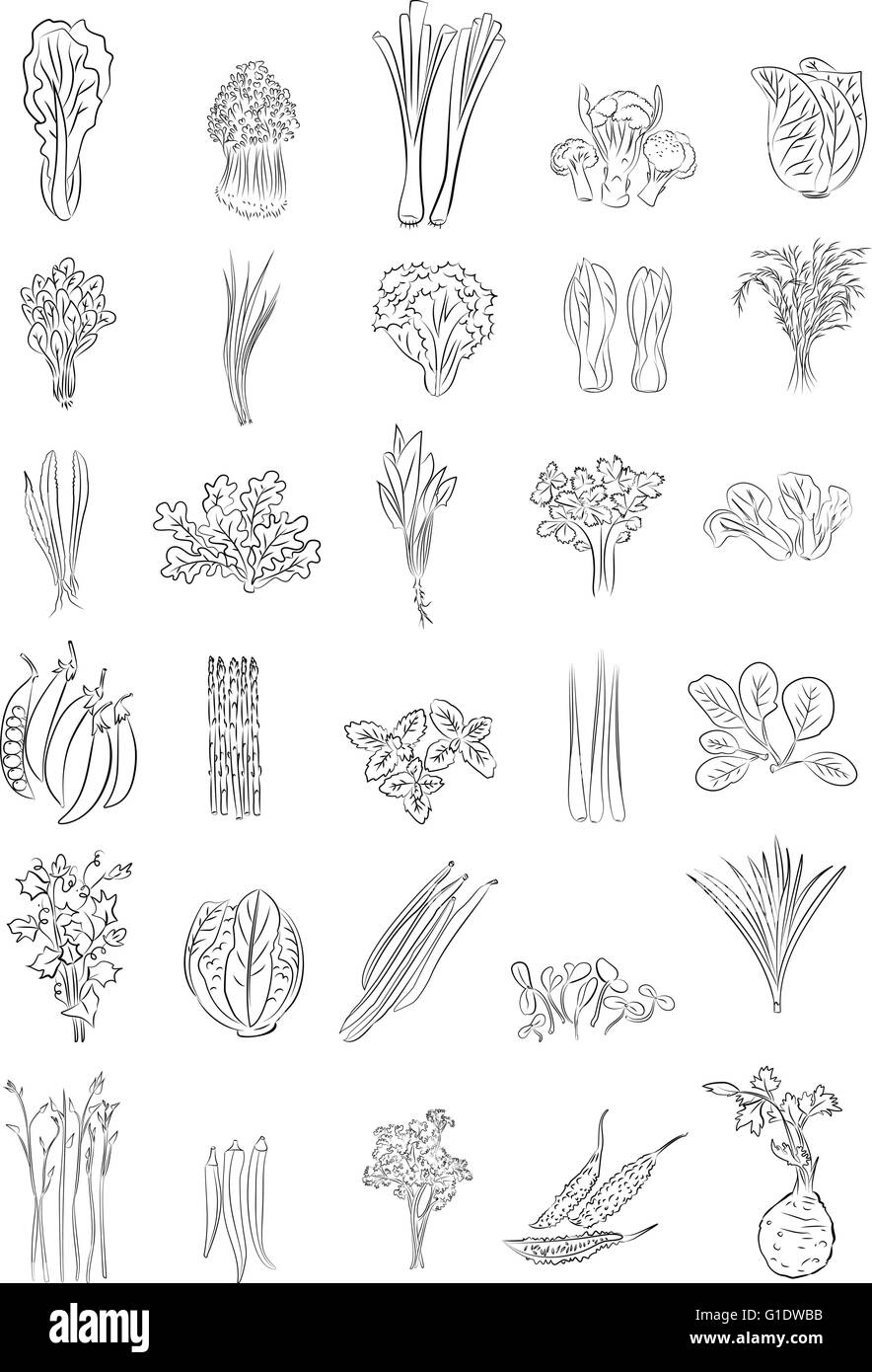 Vector illustration of Green Vegetables in line art mode Stock Vector