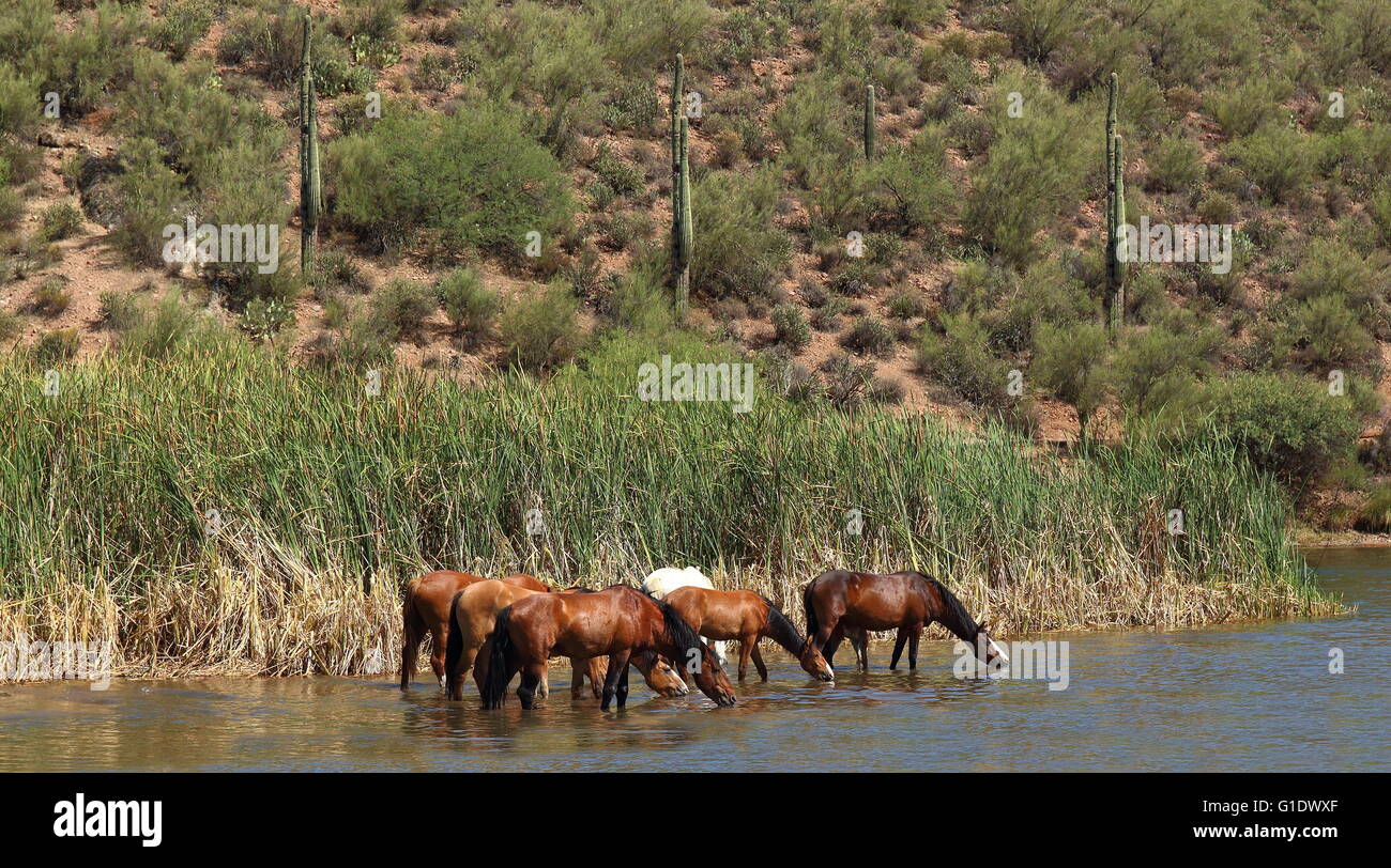 What do wild horses drink