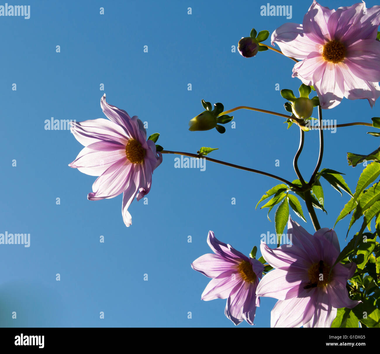 Mauve pink  Tree Dahlia (Dahlia imperialis) on the fast-growing, tropical foliage and thick, bamboo-like stems  is exotic . Stock Photo