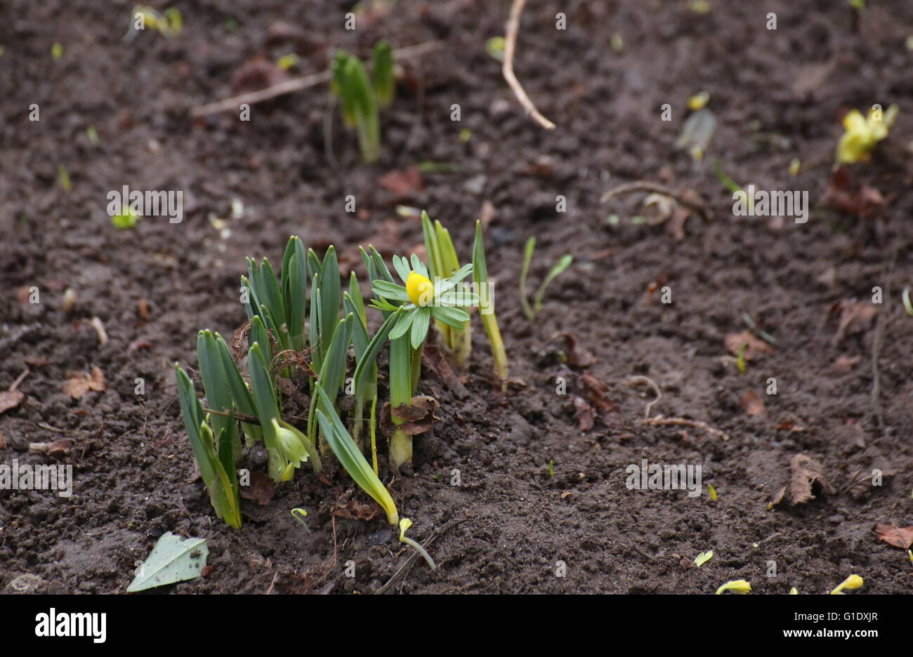 Flowering winter aconite (Eranthis hyemalis) in spring. Stock Photo