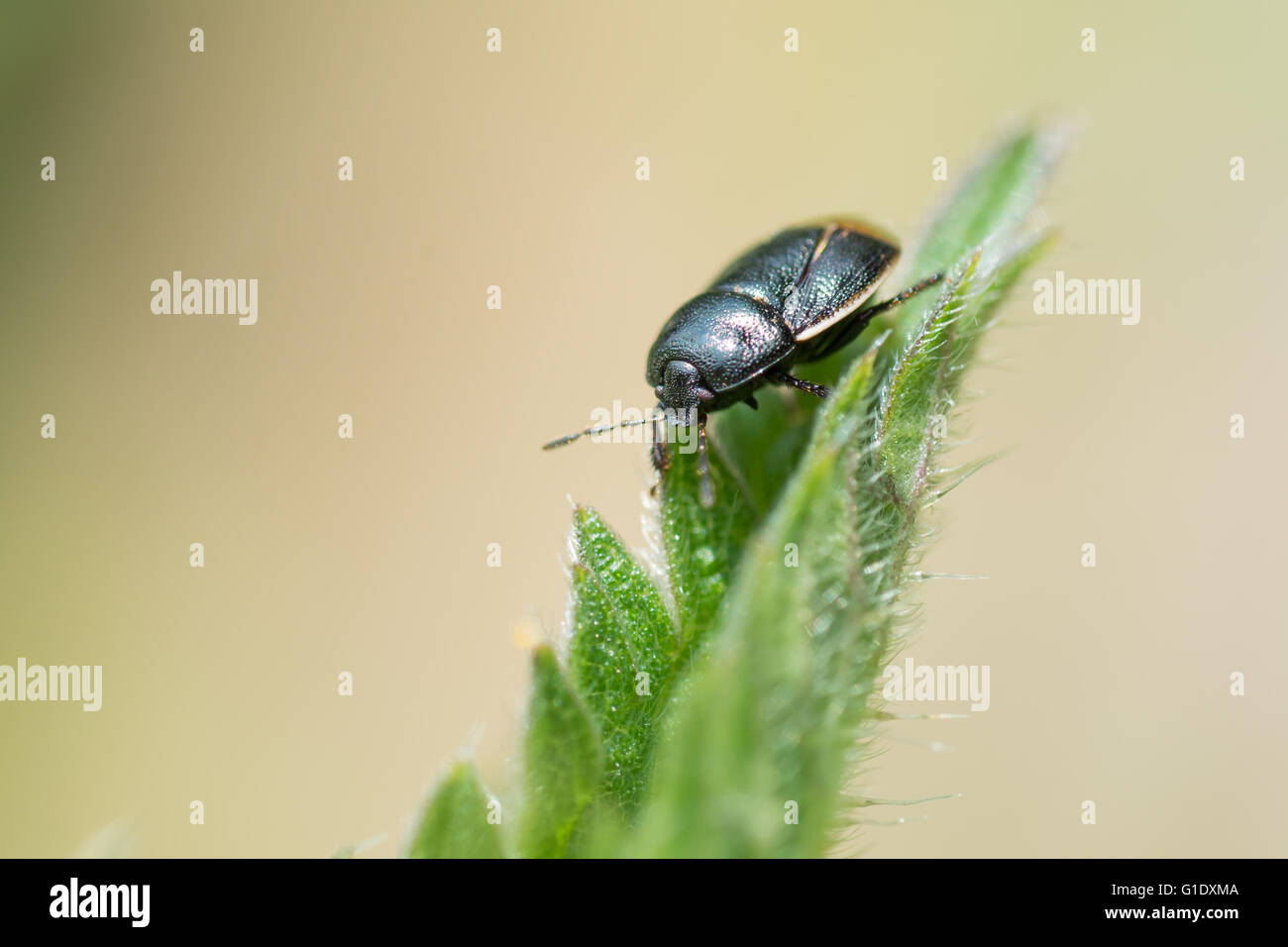 Bordered shieldbug (Legnotus limbosus) on nettle. Small black and white ...