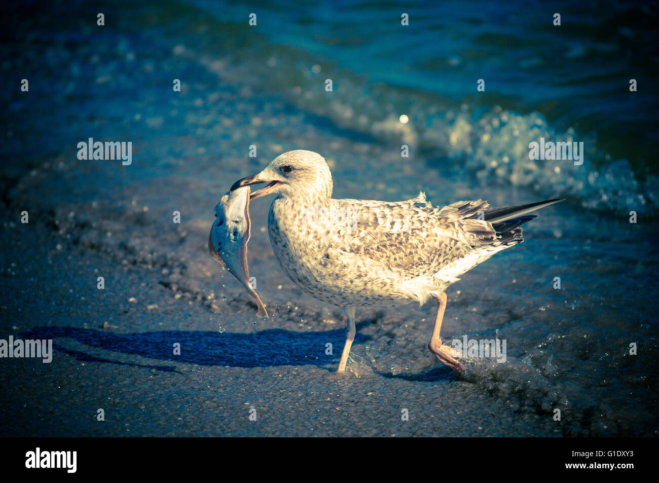 Seagull caught a fish on a sandy beach and eats it Stock Photo