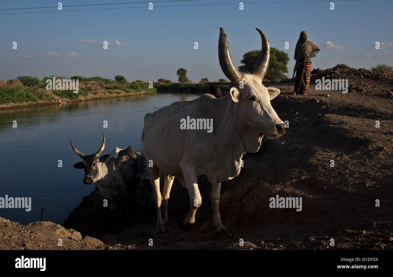 Cattle coming from drinking water in the Awash river. The woman ( she is the shepherdess) belongs to the Afar tribe ( Ethiopia) Stock Photo