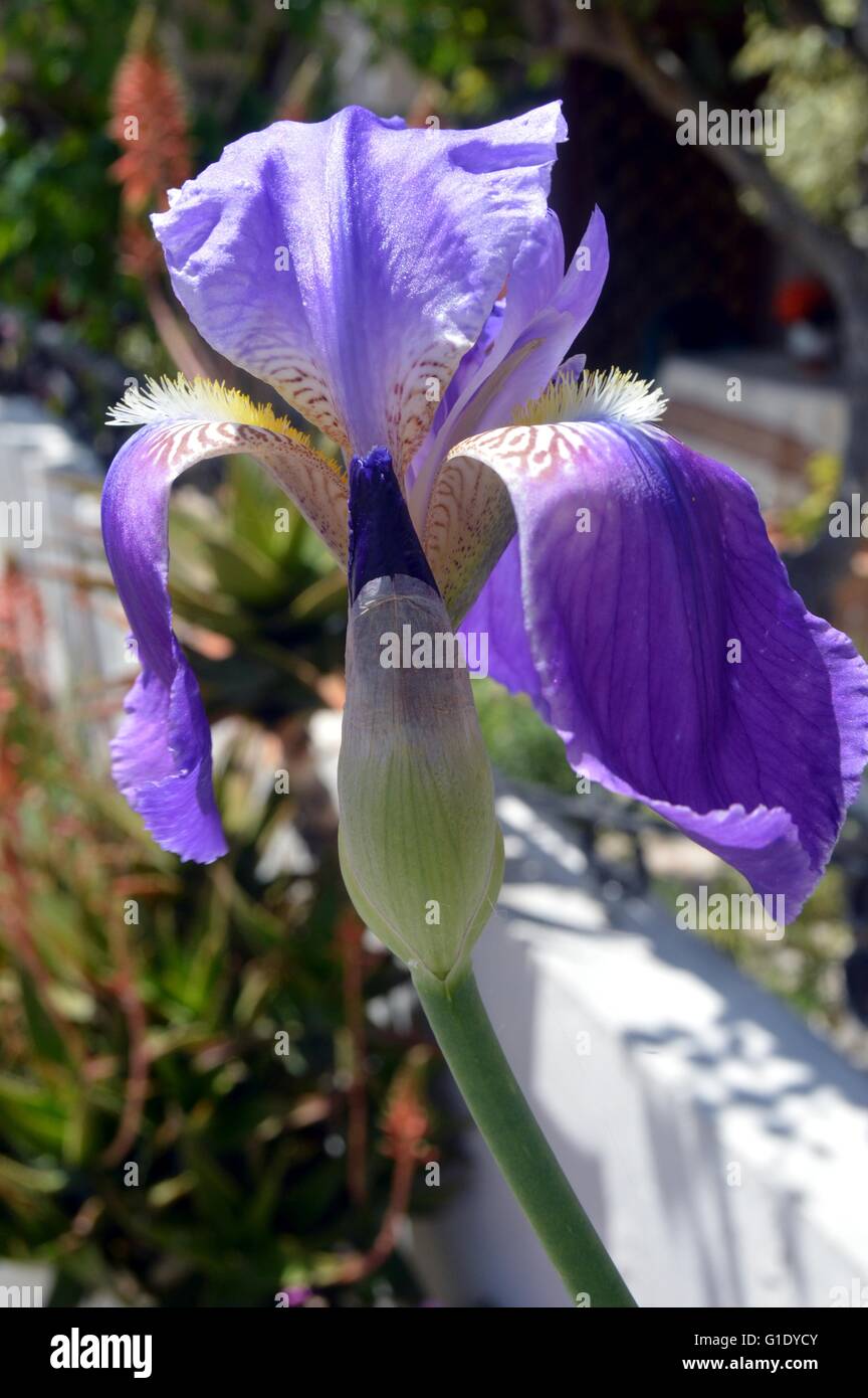 Beautiful garden flowers,summer flower background Stock Photo