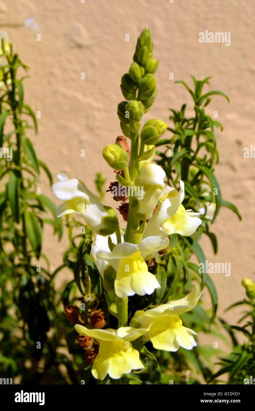 Beautiful garden flowers,summer flower background Stock Photo