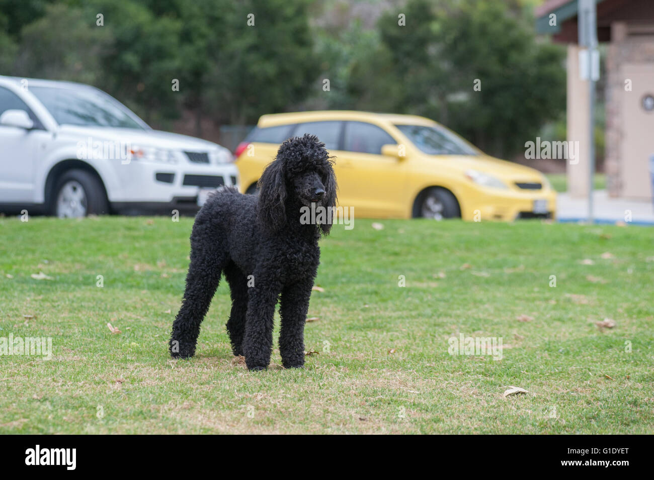 Black Standard Poodle looking across grass at park Stock Photo