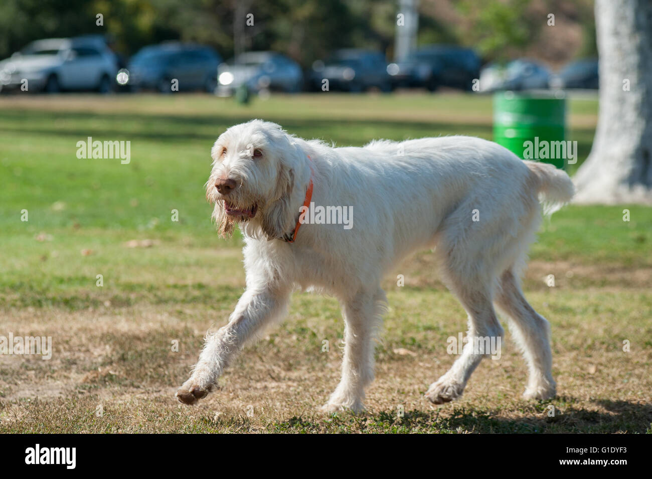 Large Spinone Dog With Dirty White Hair At Park Stock Photo