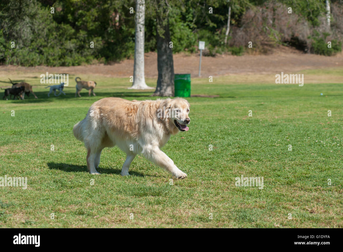 Golden retriever in the park hi-res stock photography and images - Alamy
