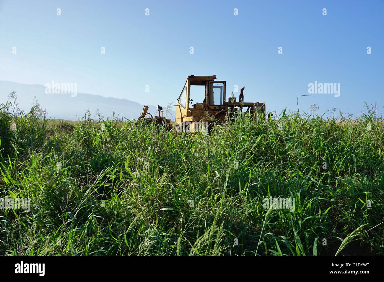 Sugar growing in Maui, Hawaii Stock Photo Alamy