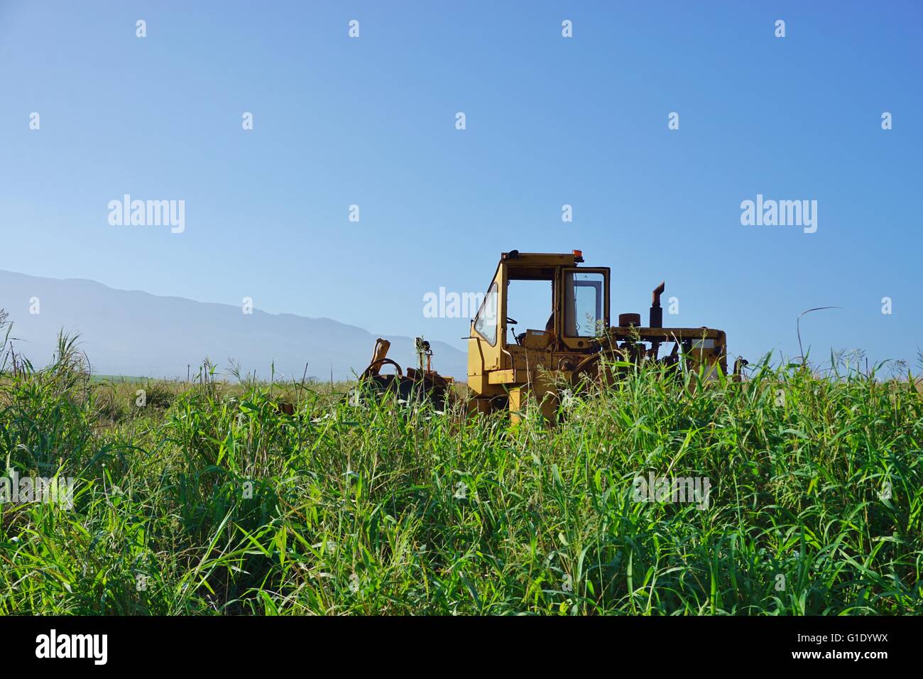 Sugar cane field hawaii hires stock photography and images Alamy