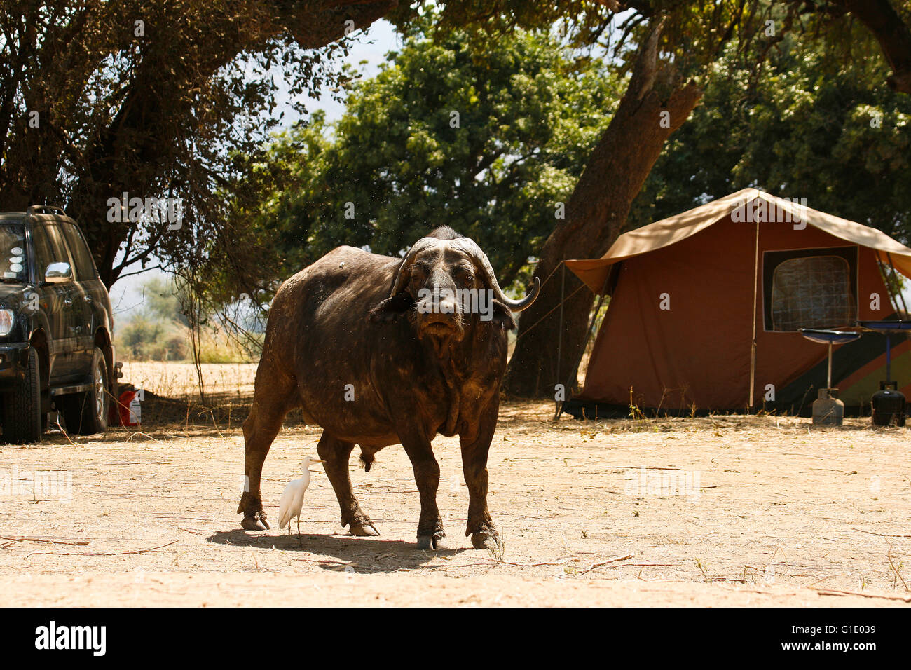 African Buffalo, Syncerus caffer. Nyamepy Camp. Mana Pools National Park. Zimbabwe Stock Photo