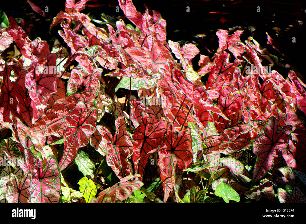 Angel wings foliage Latin name Caladium bicolor Rosebud Stock Photo