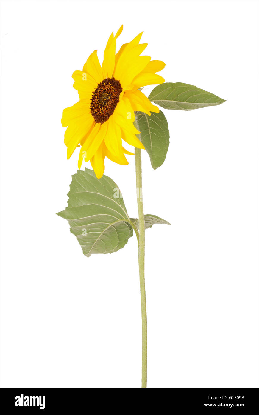 Beautiful sunflower isolated on white Stock Photo - Alamy