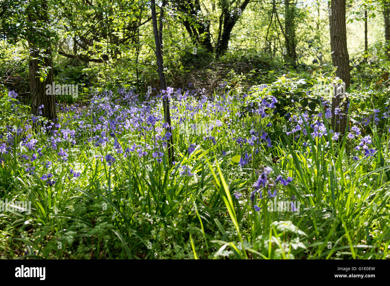 Bluebells growing wild in the English countryside. These are either Spanish bluebells or a hybrid. They are not native. Stock Photo