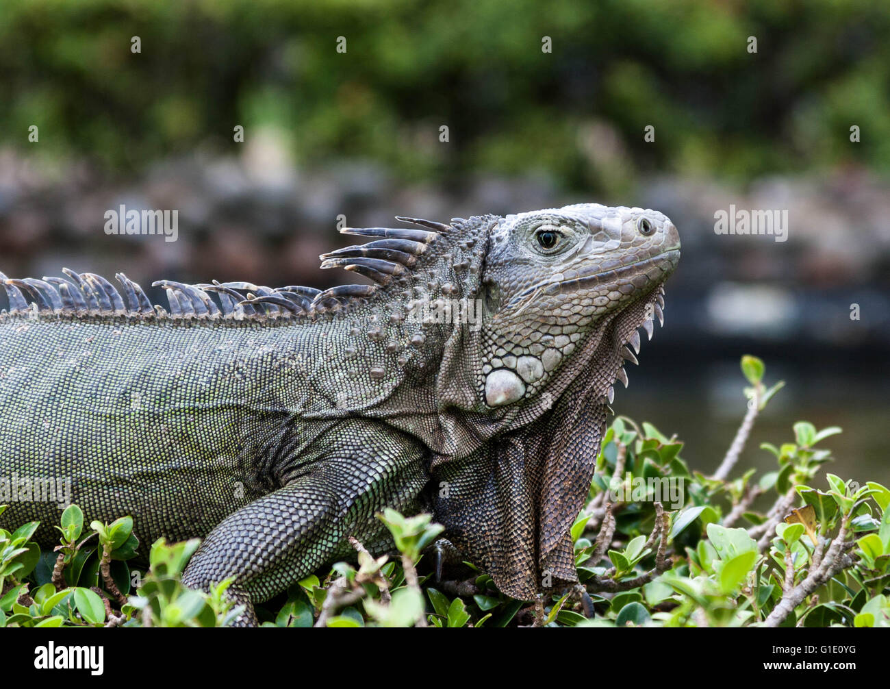 Wild Iguana on the Island of Puerto Rico Stock Photo